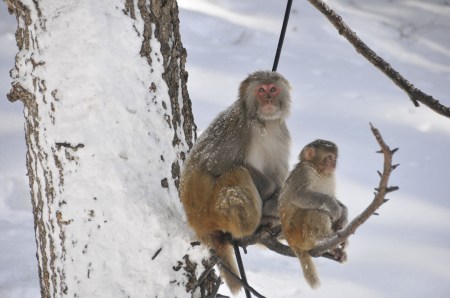 Snow monkeys, Gulmarg, Kashmir