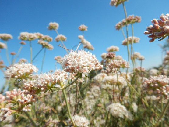 Wildflowers on Los Pino's peak, Orange County's fourth highest mountain