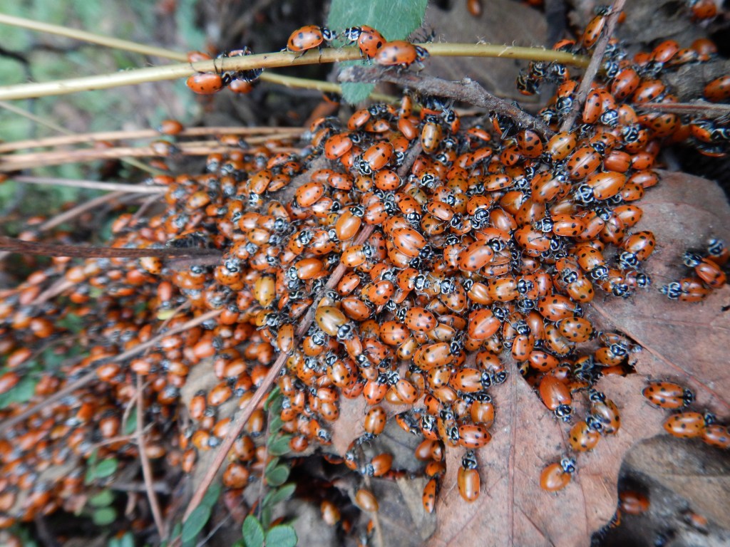 Got ladybirds?