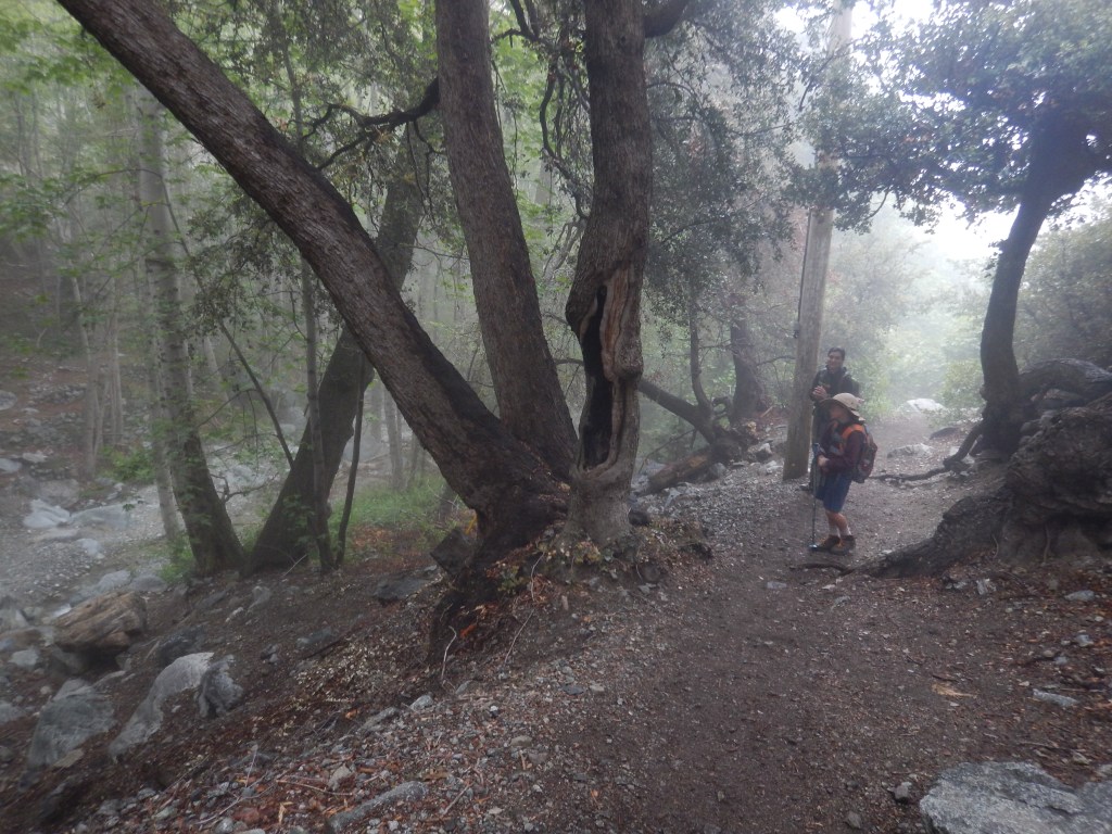 Misty mystical pastoral