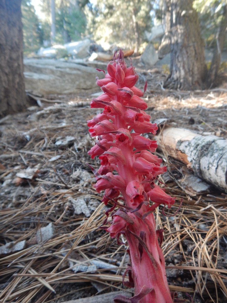 Mount San Jacinto - apparently a fungus? 